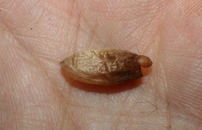 Figura 9. Capullo <i> Hemichoma</i></i> Sharkey03 (Braconidae), parásito en la larva <i>Pelochyta misera</i></i>. (07-SRNP-2731-DHJ452698.jpg).