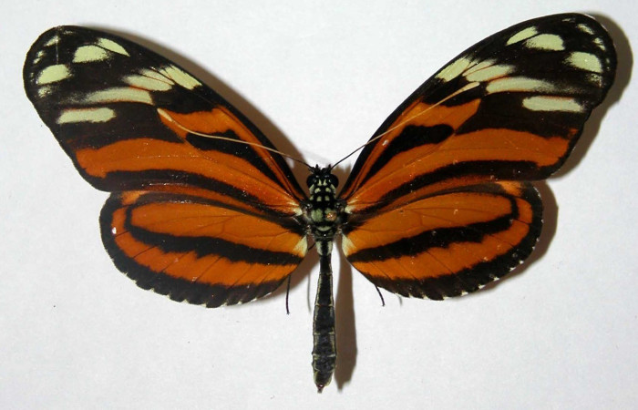 Figura. 10 Adulto <i>Heliconius telchinia</i></i> (Nympahlidae), posición vista dorsal entero. (03-SRNP-3279-DHJ34742).
