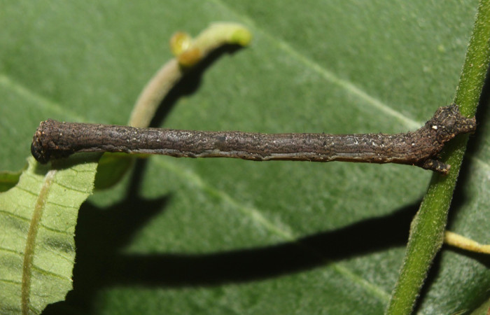 Figura. 11 Larva <i>Paragonia</i></i> tasimaDHJ03 (Geometridae), posición dorsal entero alimentándose en <i>Passiflora oerstedii</i></i>, (Passifloraceae). (14-SRNP-71274-DHJ723399.jpg).