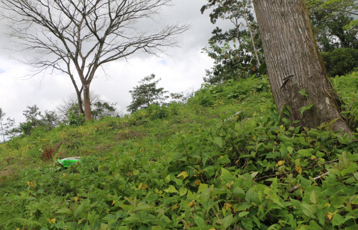Figura. 1 Habitad, <i>Passiflora  oerstedii</i></i>, (Passifloraceae). Area de Conservación Guanacaste. Sector Rincón Rain Forest. Parcela Familia Ruiz, (elevación 400 metros), colectada el 22 de marzo 2023. Foto. Jorge Hernández. 
