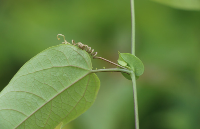 Figura. 2 Posición de hojas, <i>Passiflora oerstedii</i></i>, (Passifloraceae). Area de Conservación Guanacaste. Sector Rincón Rain Forest. Parcela Familia Ruiz, (elevación 400 metros), colectada el 22 de marzo 2023. Foto. Jorge Hernández. 
