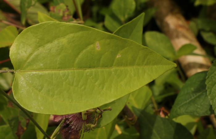 Figura. 3 Posición haz, <i>Passiflora oerstedii</i></i>, (Passifloraceae). Area de Conservación Guanacaste. Sector Rincón Rain Forest. Parcela Familia Ruiz, (elevación 400 metros), colectada el 22 de marzo 2023. Foto. Jorge Hernández. 