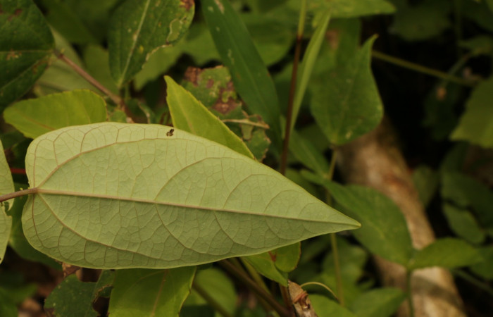 Figura. 4 Posición envés, <i>Passiflora oerstedii</i></i>, (Passifloraceae). Area de Conservación Guanacaste. Sector Rincón Rain Forest. Parcela Familia Ruiz, (elevación 400 metros), colectada el 22 de marzo 2023. Foto. Jorge Hernández. 