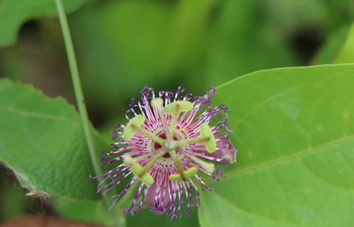 Figura. 6 Flor de frente, <i>Passiflora oerstedii</i></i>, (Passifloraceae). Area de Conservación Guanacaste. Sector Rincón Rain Forest. Parcela Familia Ruiz, (elevación 400 metros), colectada el 22 de marzo 2023. Foto. Jorge Hernández. 