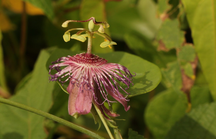 Figura. 7 Flor lateral, <i>Passiflora oerstedii</i></i>, (Passifloraceae). Area de Conservación Guanacaste. Sector Rincón Rain Forest. Parcela Familia Ruiz, (elevación 400 metros), colectada el 22 de marzo 2023. Foto. Jorge Hernández. 
