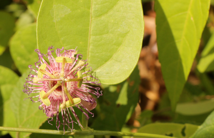 Figura. 8 Flor de frente, <i>Passiflora oerstedii</i></i>, (Passifloraceae). Area de Conservación Guanacaste. Sector Rincón Rain Forest. Parcela Familia Ruiz, (elevación 400 metros), colectada el 22 de marzo 2023. Foto. Jorge Hernández. 