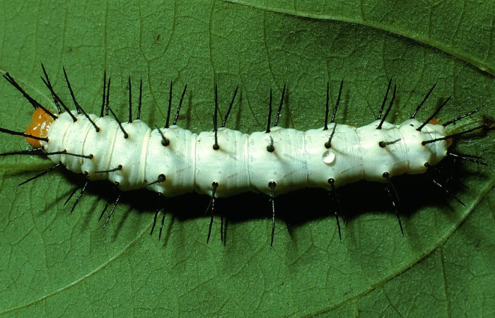 Figura. 9 Larva <i>Heliconius telchinia</i></i> (Nymphalidae), posición dorsal entero alimentándose en <i>Passiflora oerstedii</i></i>, (Passifloraceae). (03-SRNP-3129-DHJ72123.jpg).