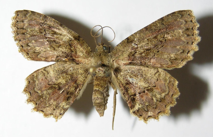 Fig.1. Hembra de <i>Bryoptera subbrunnea</i></i> en posición dorsal. Voucher : 00-SRNP-12687-DHJ324988.jpg.