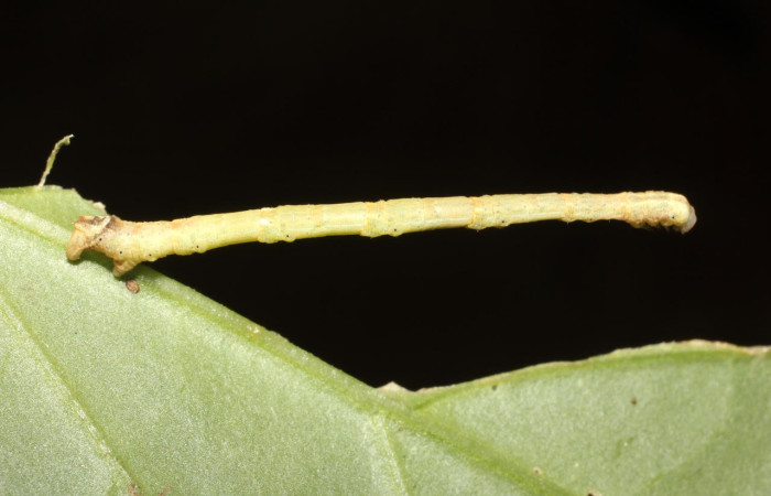 Fig.10. Larva de <i>Bryoptera subbrunnea</i></i>. Voucher : 17-SRNP-1388-DHJ704552.jpg.