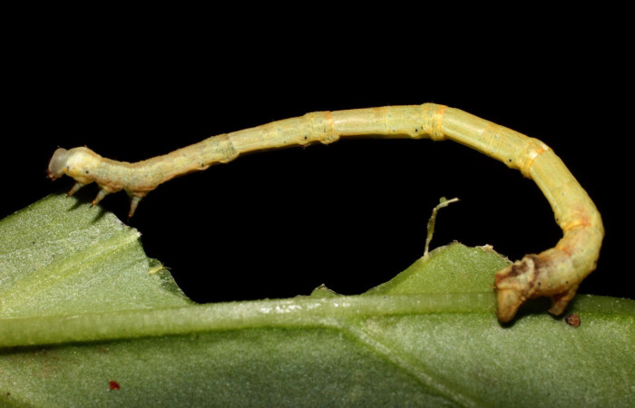 Fig.11. Larva de <i>Bryoptera subbrunnea</i></i>. Voucher : 17-SRNP-1388-DHJ704554.jpg.