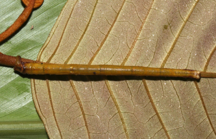 Fig.12. Larva de <i>Bryoptera subbrunnea</i></i>. Voucher : 18-SRNP-31870-DHJ747566.jpg.