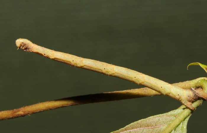 Fig.13 Larva de <i>Bryoptera subbrunnea</i></i>. Voucher : 18-SRNP-71538-DHJ742972.jpg.