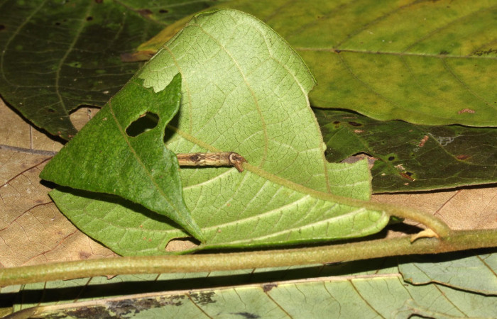 Fig.14. Larva de <i>Bryoptera subbrunnea</i></i>. Voucher :17-SRNP-30933-DHJ736550.jpg.