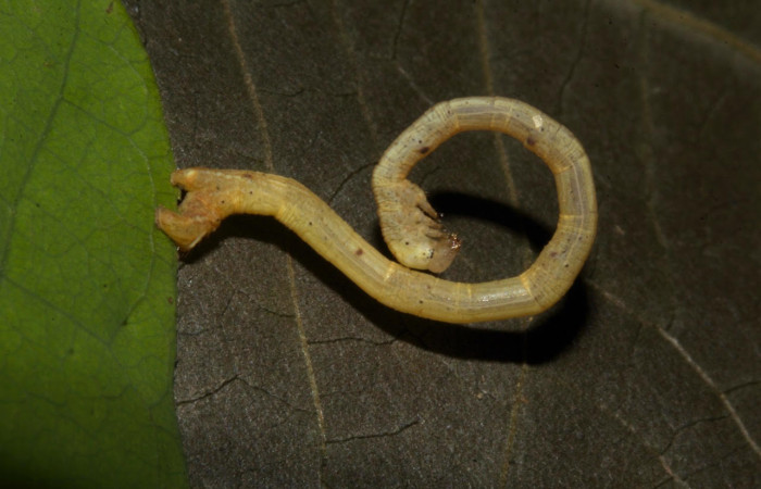 Fig.15. Larva de <i>Bryoptera subbrunnea</i></i>. Voucher :: 19-SRNP-30203-DHJ748975.jpg.

