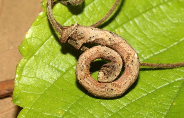  Fig.16. Larva de <i>Bryoptera subbrunnea</i></i>. Voucher : 17-SRNP-32292-DHJ740505.jpg.
