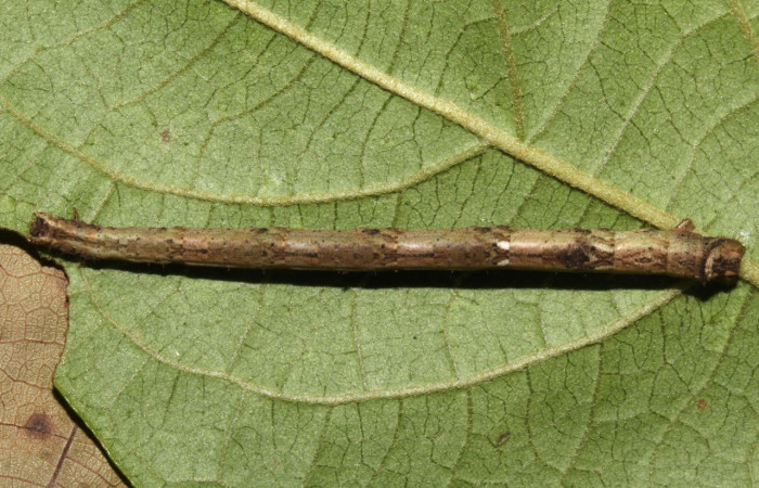 Fig.17. Larva de <i>Bryoptera subbrunnea</i></i>. Voucher : 17-SRNP-30933-DHJ736554.jpg.