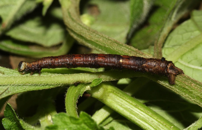 Fig.18. Prepupa de <i>Bryoptera subbrunnea</i></i>. Voucher : 18-SRNP-31401-DHJ746255.jpg.