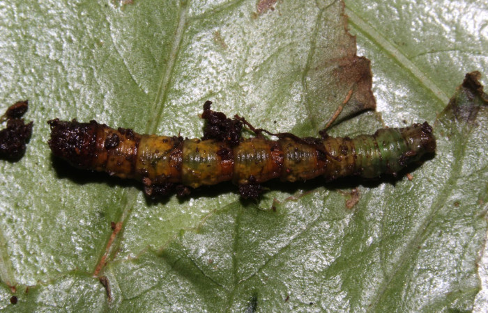 Fig.19. Prepupa de <i>Bryoptera subbrunnea</i></i>. Voucher : 18-SRNP-31303-DHJ746348.jpg.