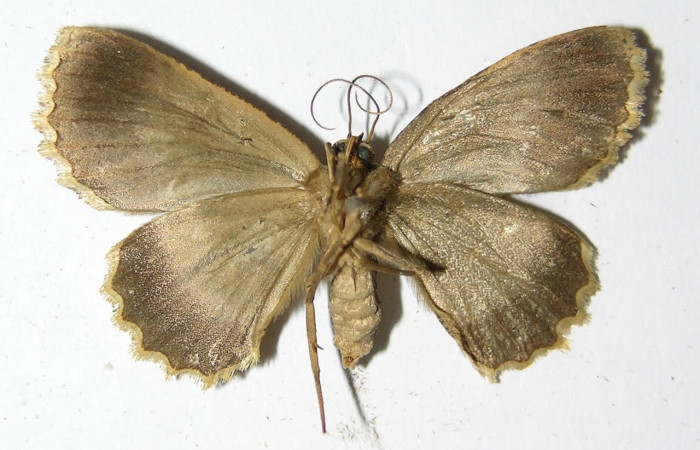 Fig.2. Macho de <i>Bryoptera subbrunnea</i></i> en posición ventral. Voucher : 00-SRNP-12687-DHJ324989.jpg.