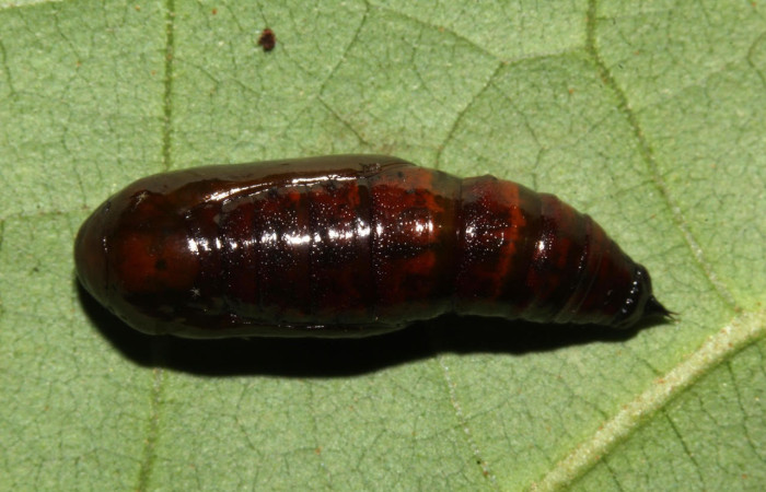 Fig.20. Pupa de <i>Bryoptera subbrunnea</i></i>. Voucher :  18-SRNP-31815-DHJ747749.jpg
