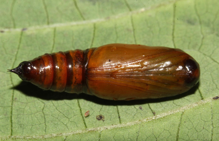 Fig.21. Pupa de <i>Bryoptera subbrunnea</i></i>. Voucher : 18-SRNP-31401-DHJ746364.jpg.