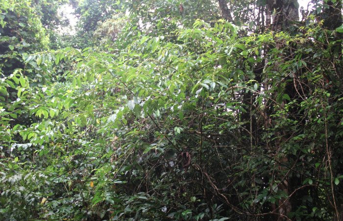 Fig.22. Planta hospedera de larva <i>Bryoptera subbrunnea</i></i>, <i>Colubrina spinosa</i></i> (Rhamnaceae). 
