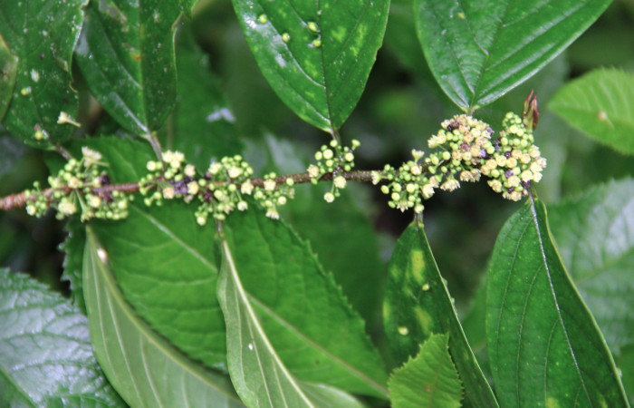 Fig.23. Mostrando floración de <i>Colubrina spinosa</i></i>. Planta hospedera de larva <i>Bryoptera subbrunnea</i></i>.