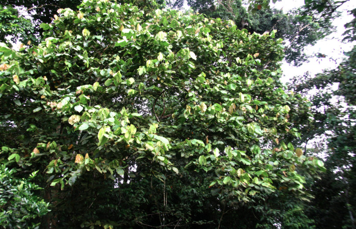 Fig 25. Mostrando copa de árbol de <i>Inga oerstediana</i></i>, planta hospedera de <i>Bryoptera subbrunnea</i></i>.