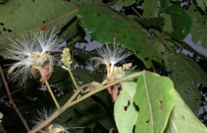Fig 26. Mostrando flores de <i>Inga oerstediana</i></i> planta hospedera de <i>Bryoptera subbrunnea</i></i>.