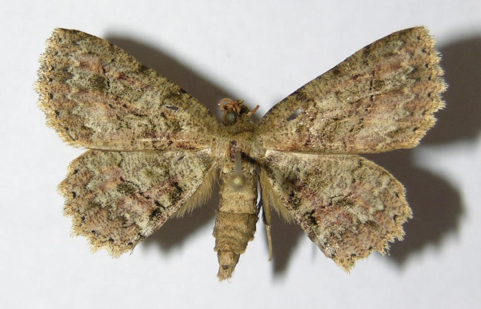 Fig.3. Hembra de <i>Bryoptera subbrunnea</i></i> en posición dorsal. Voucher : 05-SRNP-6460-DHJ330394.jpg.