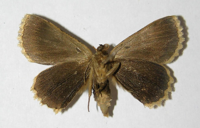 Fig.4. Macho de <i>Bryoptera subbrunnea</i></i> en posición ventral. Voucher : 05-SRNP-6460-DHJ330395.jpg.