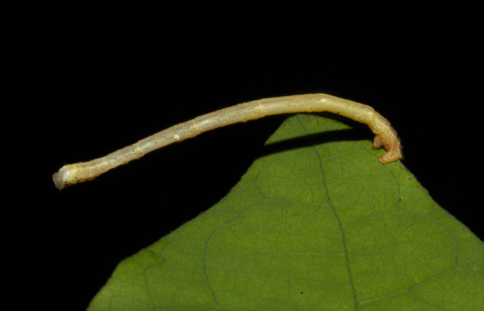 Fig.5. Larva de <i>Bryoptera subbrunnea</i></i>. Voucher : 19-SRNP-30203-DHJ748971.jpg.