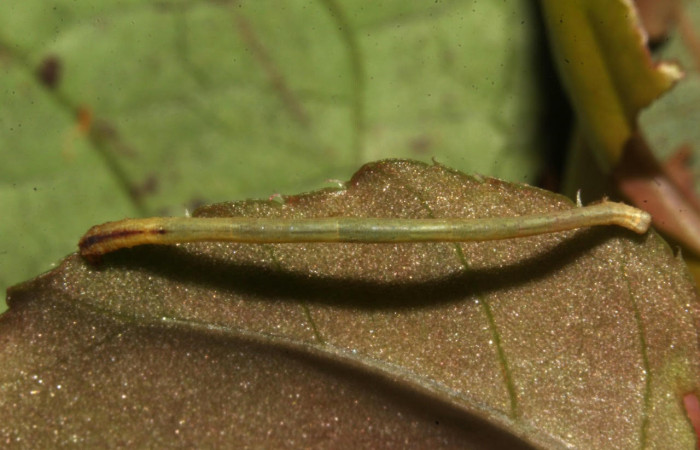 Fig.6. Larva de <i>Bryoptera subbrunnea</i></i>. Voucher : 18-SRNP-31303-DHJ745636.jpg.