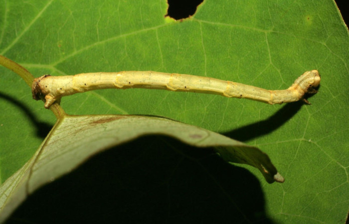 Fig.7. Larva de <i>Bryoptera subbrunnea</i></i>. Voucher : 05-SRNP-41995-DHJ407358.jpg. 