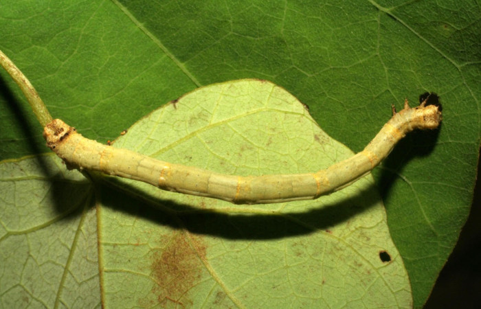 Fig.8. Mostrando cabeza frontal de <i>Bryoptera subbrunnea</i></i>. Voucher : 05-SRNP-41995-DHJ407359.jpg.