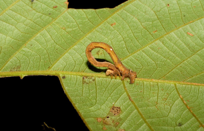 Fig.9. Larva de <i>Bryoptera subbrunnea</i></i>. Voucher : 07-SRNP-3643-DHJ429568.jpg.