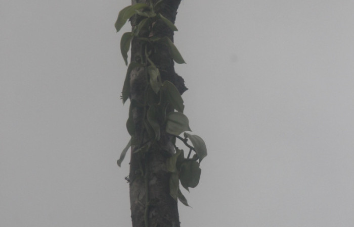 (Fig.01). Orchidaceae, <i>Vanilla costaricensis</i></i>, Area Conservación Guanacaste, Estación Pitilla, 29 Julio 2023, hábito de crecimiento epífito trepador. Fotografía: Calixto Moraga, 29 Julio 2023.