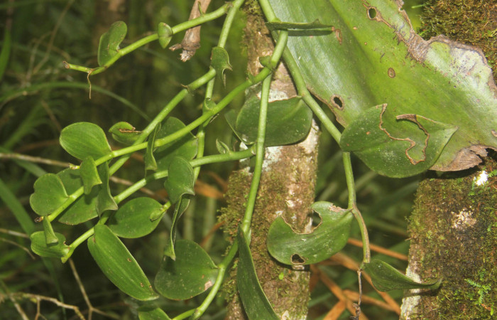 (Fig.02). Orchidaceae, <i>Vanilla costaricensis</i></i>, Area Conservación Guanacaste, Estación Pitilla, 29 Julio 2023, primer registro de la especie en el sitio. Fotografía: Calixto Moraga, 29 Julio 2023.