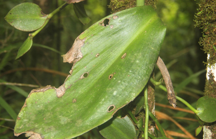 (Fig.03). Orchidaceae, <i>Vanilla costaricensis</i></i>, Area Conservación Guanacaste, Estación Pitilla, 29 Julio 2023, hoja con daños de algún herbívoro que comió parte de la hoja. Fotografía: Calixto Moraga, 29 Julio 2023.