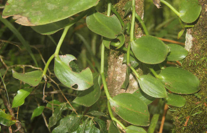 (Fig.04.) Orchidaceae, <i>Vanilla costaricensis</i></i>, Area Conservación Guanacaste, Estación Pitilla, 29 Julio 2023, característica de su floración. Fotografía: Calixto Moraga, 29 Julio 2023.