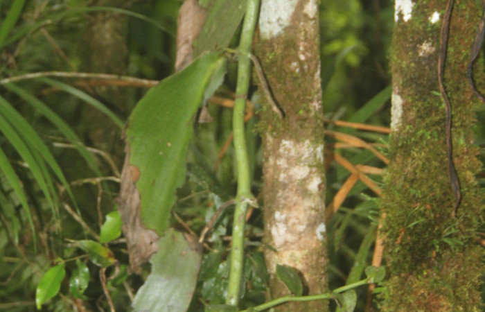 (Fig.05.) Orchidaceae, <i>Vanilla costaricensis</i></i>, Area Conservación Guanacaste, Estación Pitilla, 29 Julio 2023, muestra de cerca del tipo de crecimiento. Fotografía: Calixto Moraga, 29 Julio 2023.