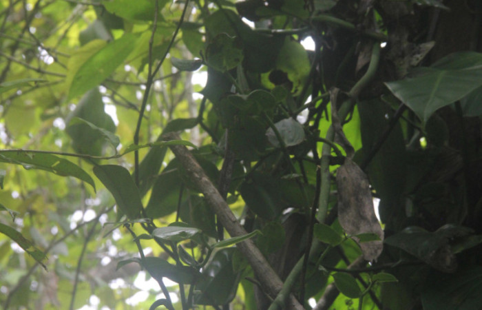 (Fig.06.) Orchidaceae, <i>Vanilla costaricensis</i></i>, Area Conservación Guanacaste, Estación Pitilla, 29 Julio 2023, muestra de su crecimiento de enrredadera. Fotografía: Calixto Moraga, 29 Julio 2023.