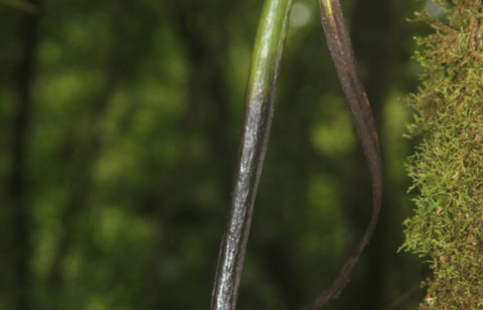 (Fig.07.) Orchidaceae, Area Conservación Guanacaste, Estación Pitilla, 29 Julio 2023, fruto de <i>Vanilla costaricensis</i></i>. Fotografía: Calixto Moraga, 29 Julio 2023.