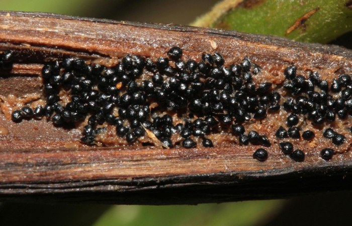 (Fig.08.) Orchidaceae, Area Conservación Guanacaste, Estación Pitilla, 29 Julio 2023, semillas y arilo de <i>Vanilla costaricensis</i></i>. Fotografía: Calixto Moraga, 29 Julio 2023.