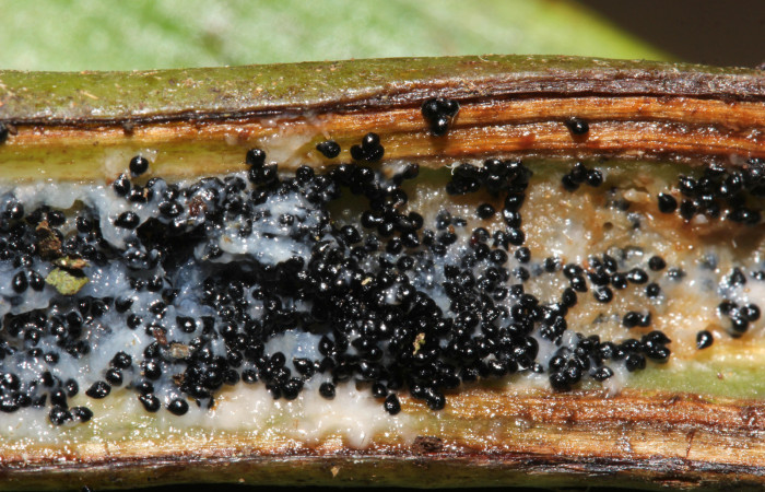 (Fig.09.) Orchidaceae, Area Conservación Guanacaste, Estación Pitilla, 29 Julio 2023, semillas de <i>Vanilla costaricensis</i></i>. Fotografía: Calixto Moraga, 29 Julio 2023.