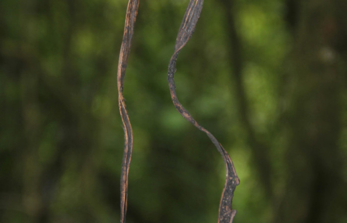 (Fig.10.) Orchidaceae, Area Conservación Guanacaste, Estación Pitilla, 29 Julio 2023, restos de frutos de <i>Vanilla costaricensis</i></i>. Fotografía: Calixto Moraga, 29 Julio 2023.