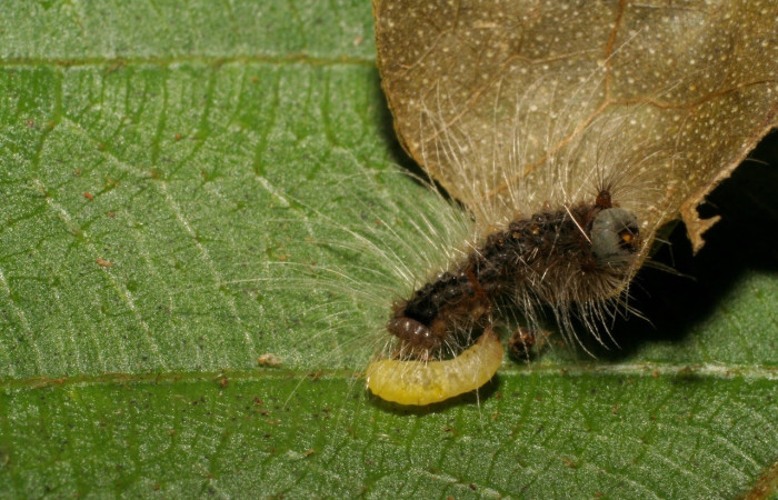 Fig. 6 Parasito de (Braconidae) salió de larva <i>Thagona tibialis</i></i>, mide 7mm. Quebrada tibio Perla, Sector Mundo Nuevo, 330m. 07-SRNP-59007-DHJ428998.jpg