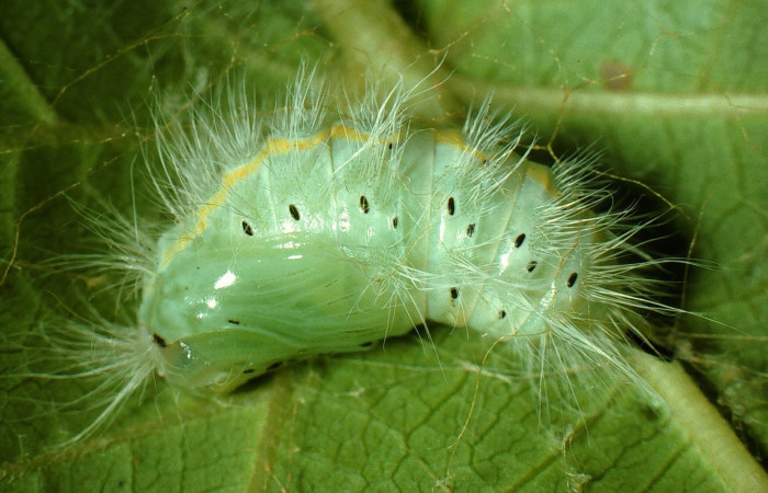 Fig. 11 Pupa  <i>Thagona</i></i> tibialisDHJ02, Sendero Natural, Sector Santa Rosa, 290m. 95-SRNP-7541-DHJ28444
