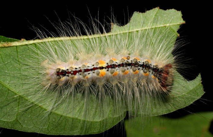 Fig. 3 Larva <i>Thagona</i></i> tibialisDHJ02, Vado Cuajiniquil, Sector Santa Rosa, 275m. 95-SRNP-10532-DHJ25997.jpg