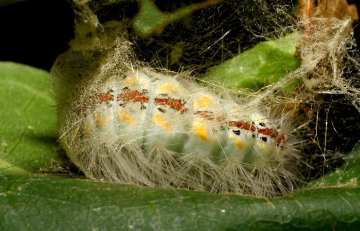 Fig. 4 Larva <i>Thagona tibialis</i></i>, Quebrada Tibio Perla, Sector Mundo Nuevo, 330m. 07-SRNP-58997-DHJ428997.jpeg